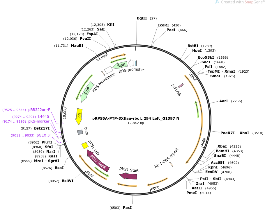 pRPS5A-PTP-3Xflag-rbc